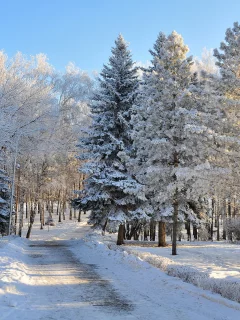 снег, лес, зима, деревья, небо, мороз, дорога