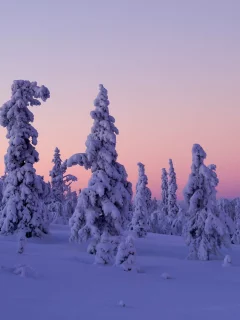 Levi, Lapland, Finland, Леви, Лапландия, Финляндия, зима, снег, деревья, закат