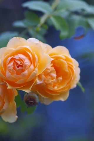 розы, цветы, букет
