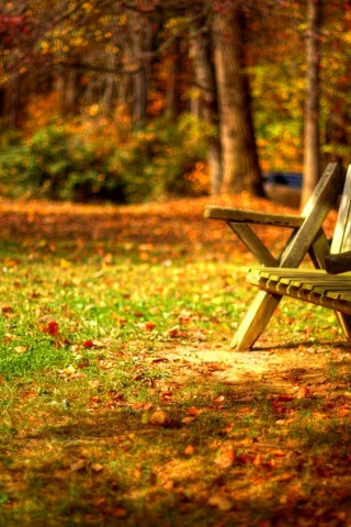 forest, trees, hdr, листья, autumn, road, park, bench, grass, leaves, colors, nature, walk