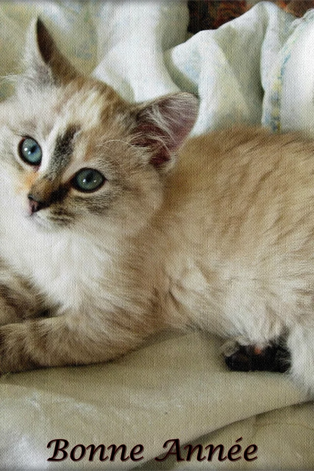 котёнок, малыш, мордочка, взгляд