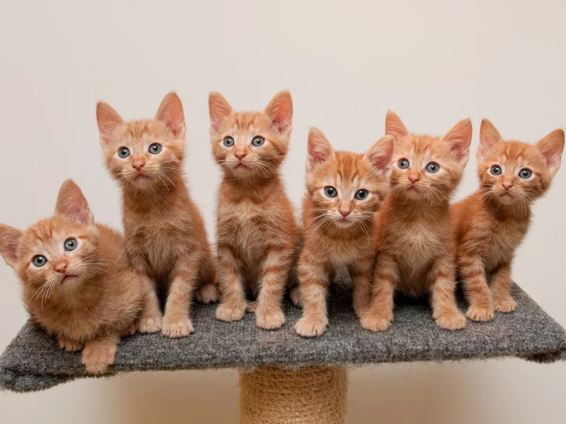 подставка, рыжие, котята