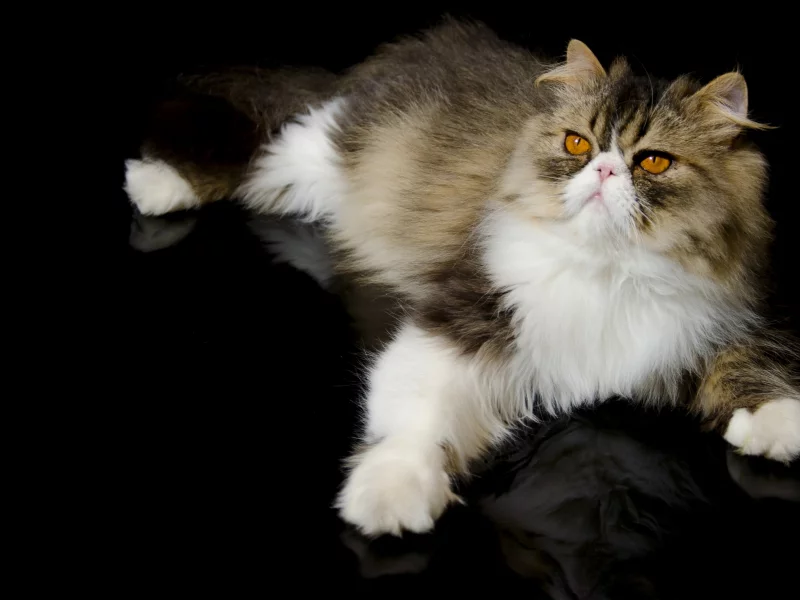 персидская кошка, кот, перс, лапка