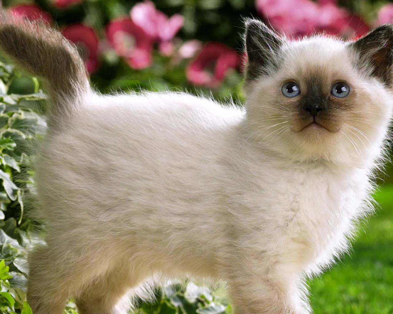 кошки, гуляет, кошка, котенок, цветы