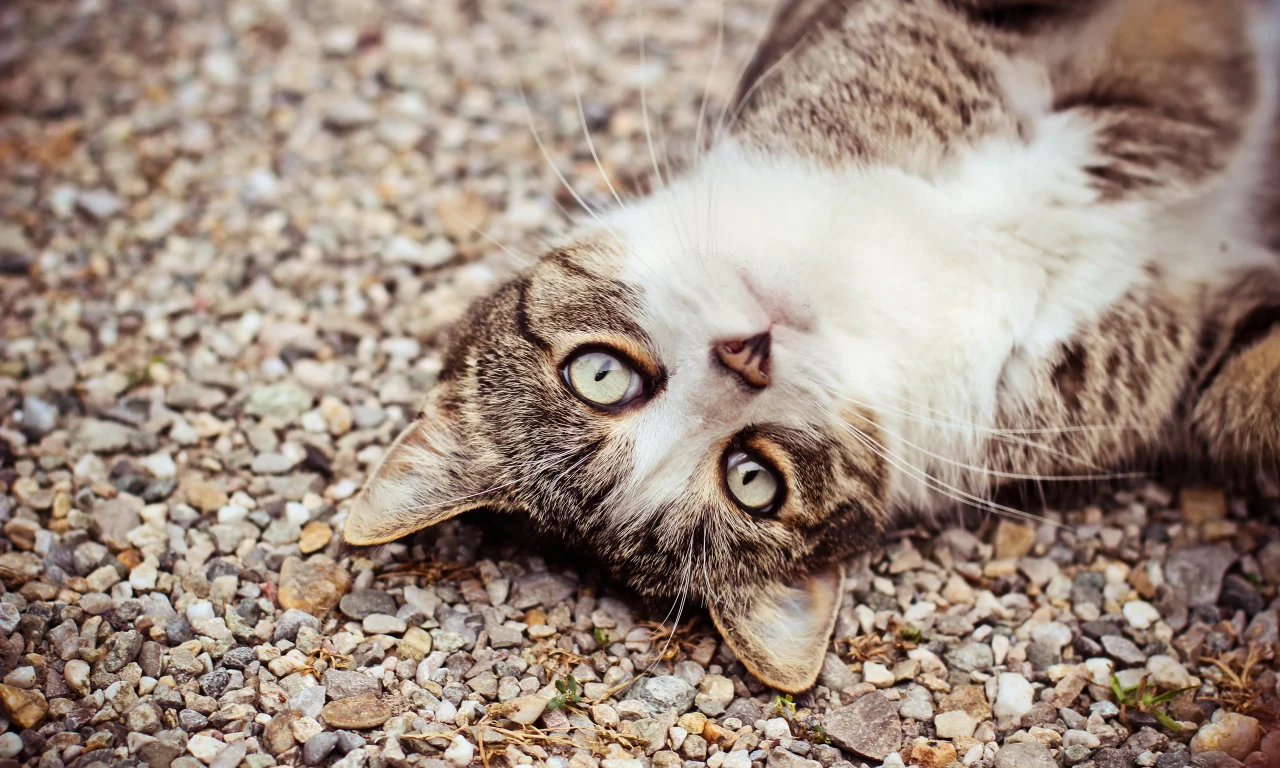 взгляд, морда, кот, глаза, камешки, кошка