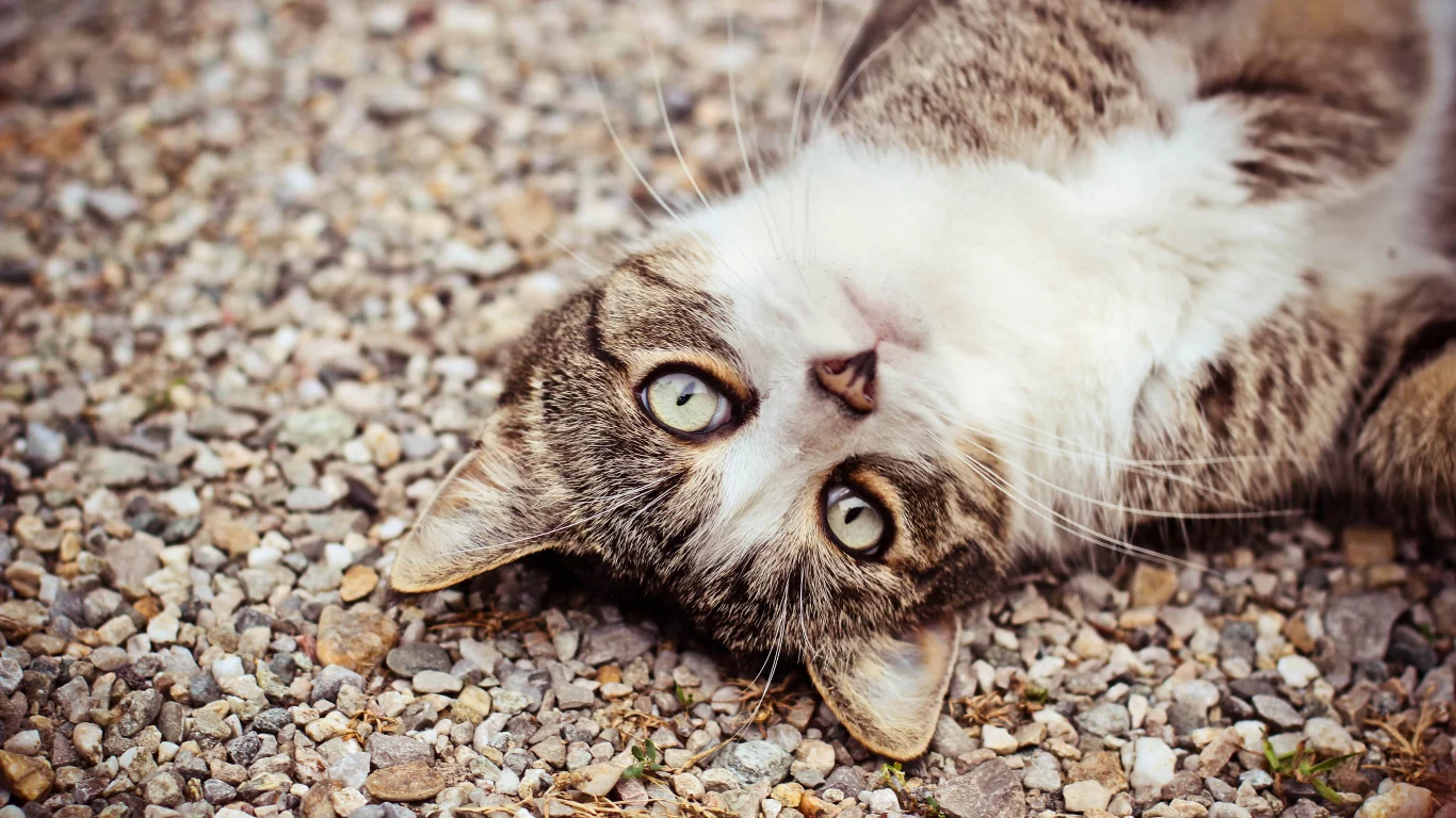 взгляд, морда, кот, глаза, камешки, кошка