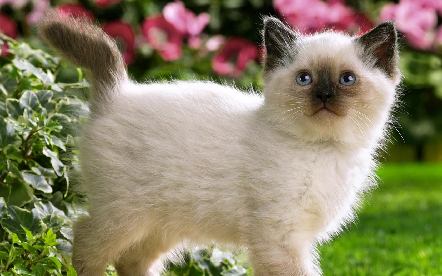 кошки, гуляет, кошка, котенок, цветы