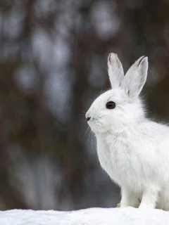 зайчик, заяц, беляк, белый, зима, косой