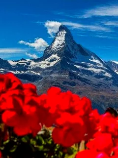 гора, горная вершина, снег, цветы