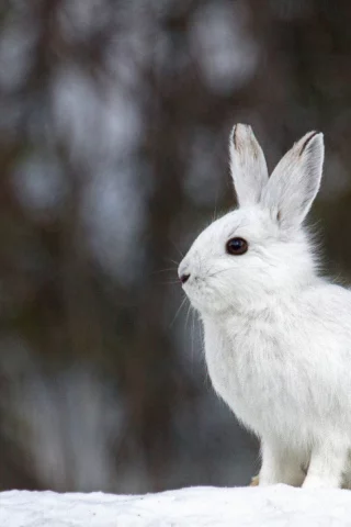 зайчик, заяц, беляк, белый, зима, косой