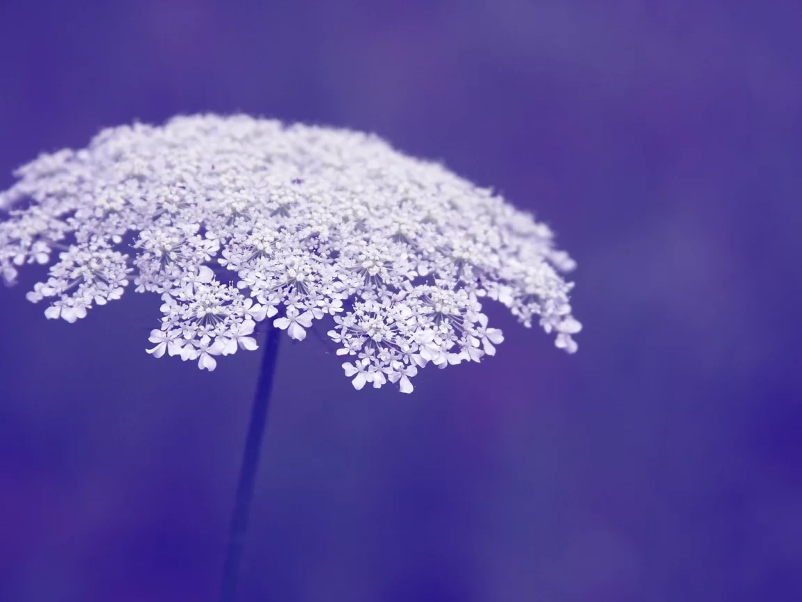 макро, фон, фиолетовый, macro, цветы, цветочки, flowers, flower