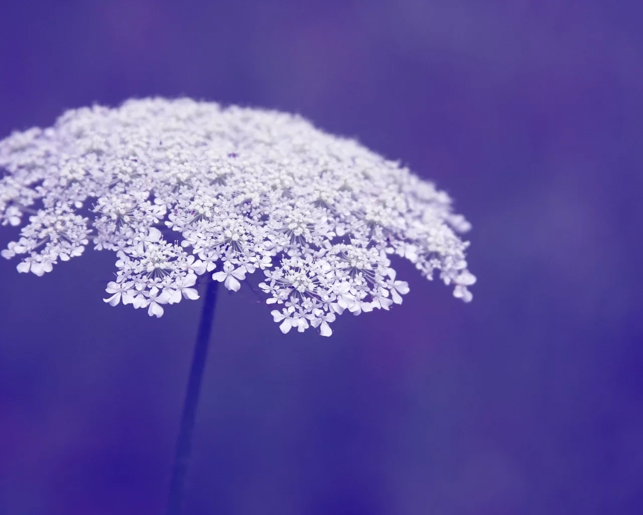 макро, фон, фиолетовый, macro, цветы, цветочки, flowers, flower