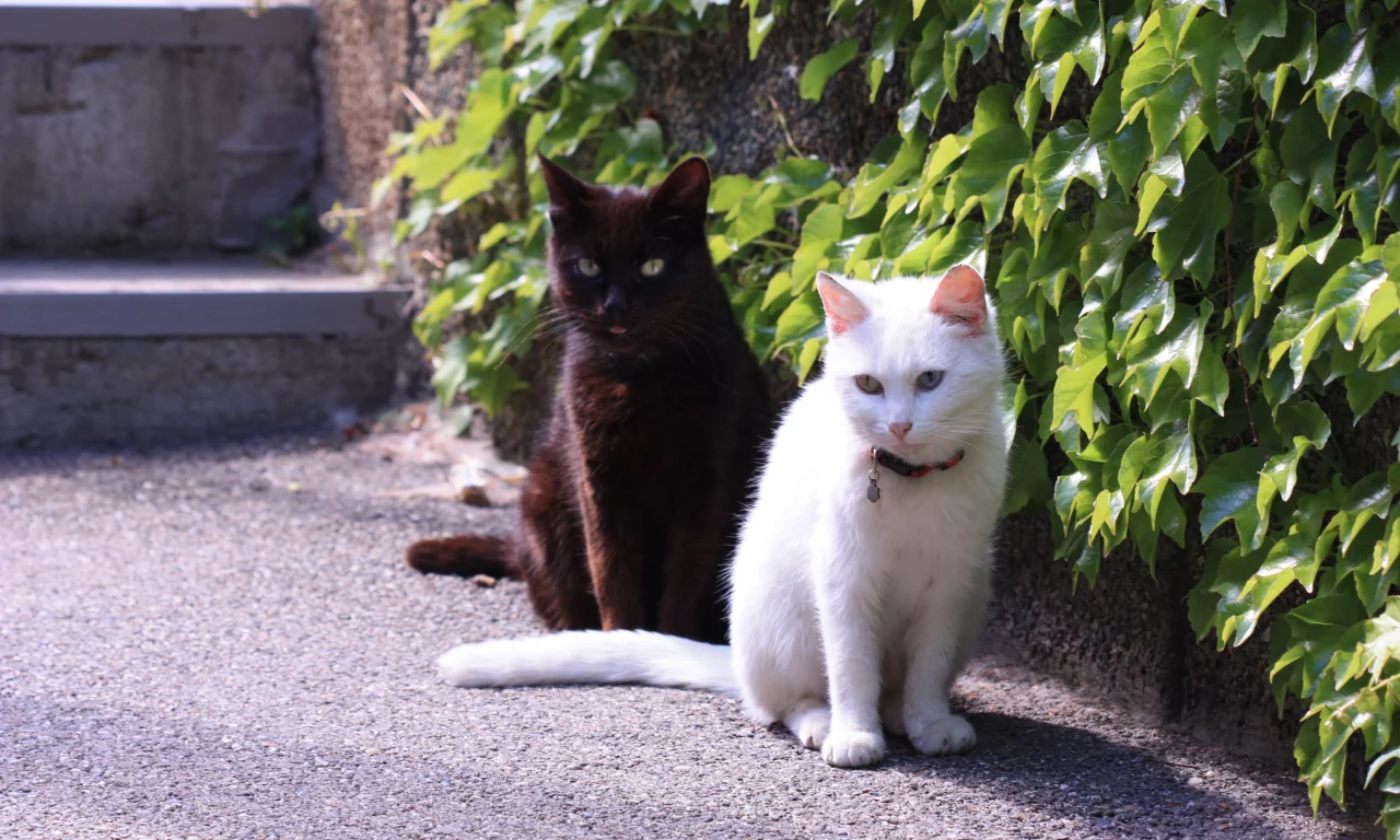 кошка, два, стена, плющ, вьюн, асфальт
