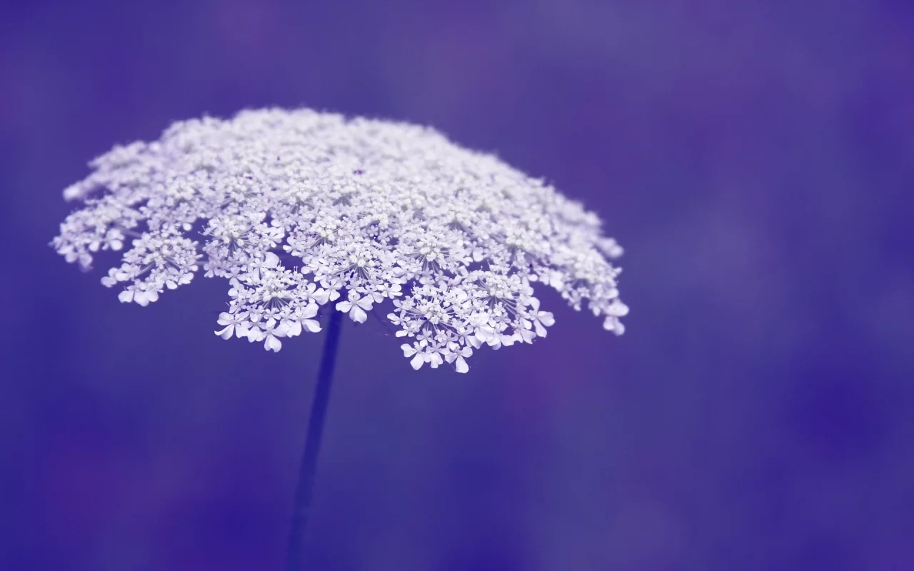 макро, фон, фиолетовый, macro, цветы, цветочки, flowers, flower