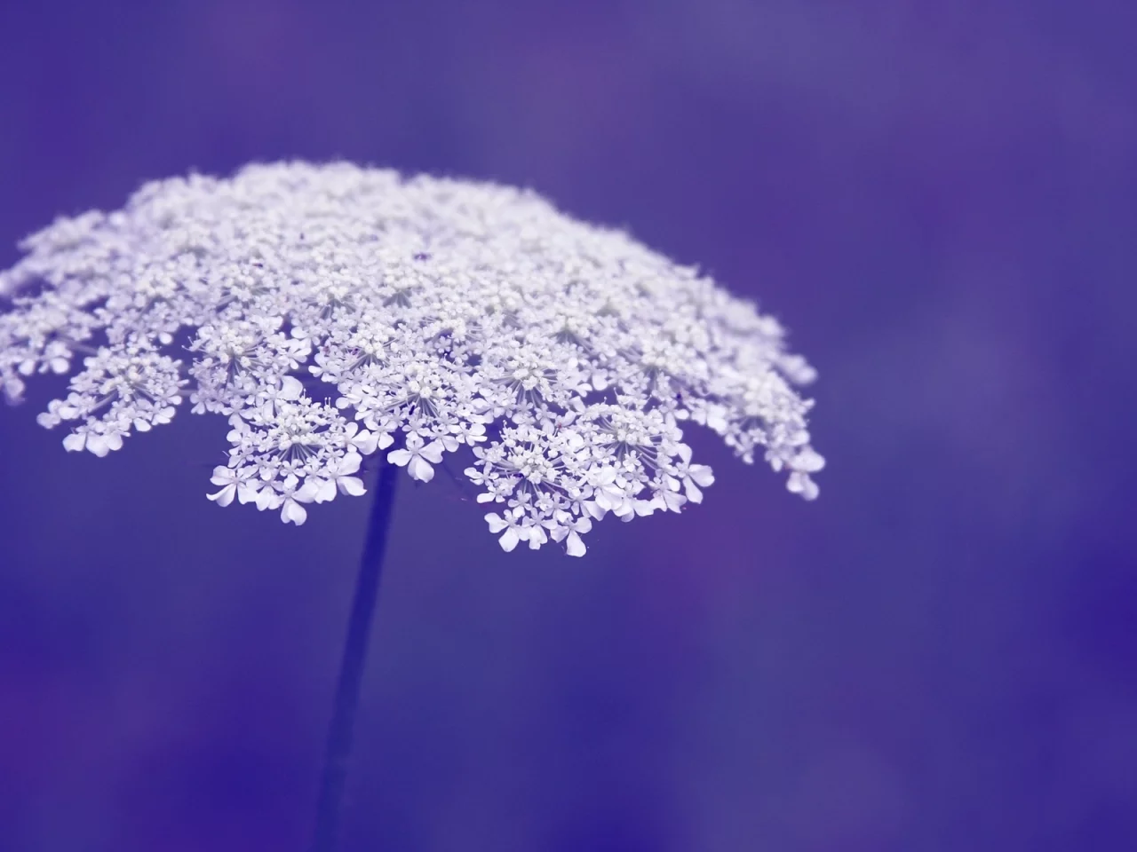 макро, фон, фиолетовый, macro, цветы, цветочки, flowers, flower