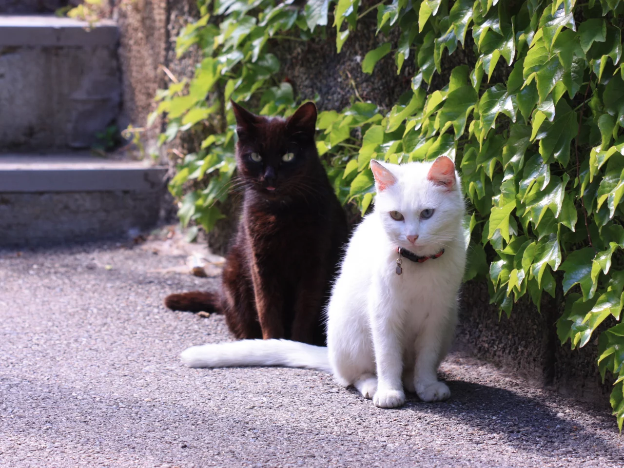 кошка, два, стена, плющ, вьюн, асфальт