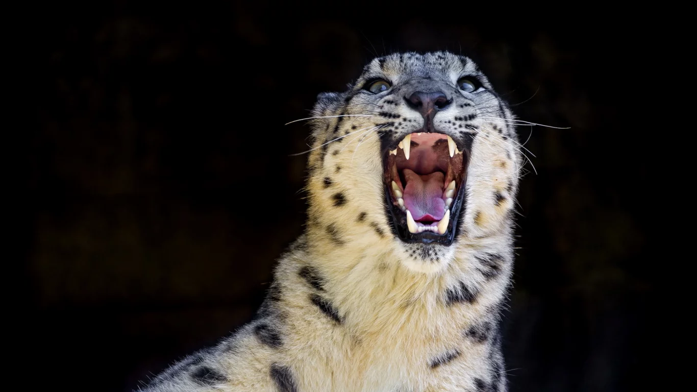 snow leopard, хищник, ирбис, оскал, снежный барс, дикая кошка