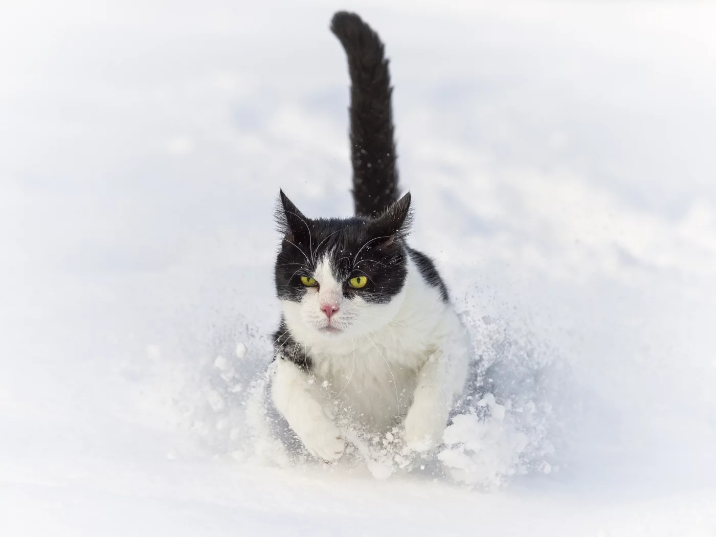 ctambako the jaguar, снег, бежит, сугроб, кот, зима, кошка