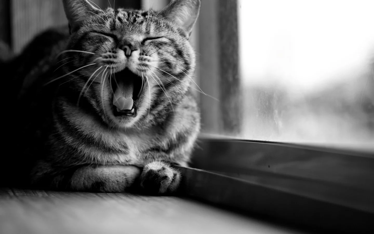 сидит, зевает, кот, черно-белое, полосатая, окно, кошка