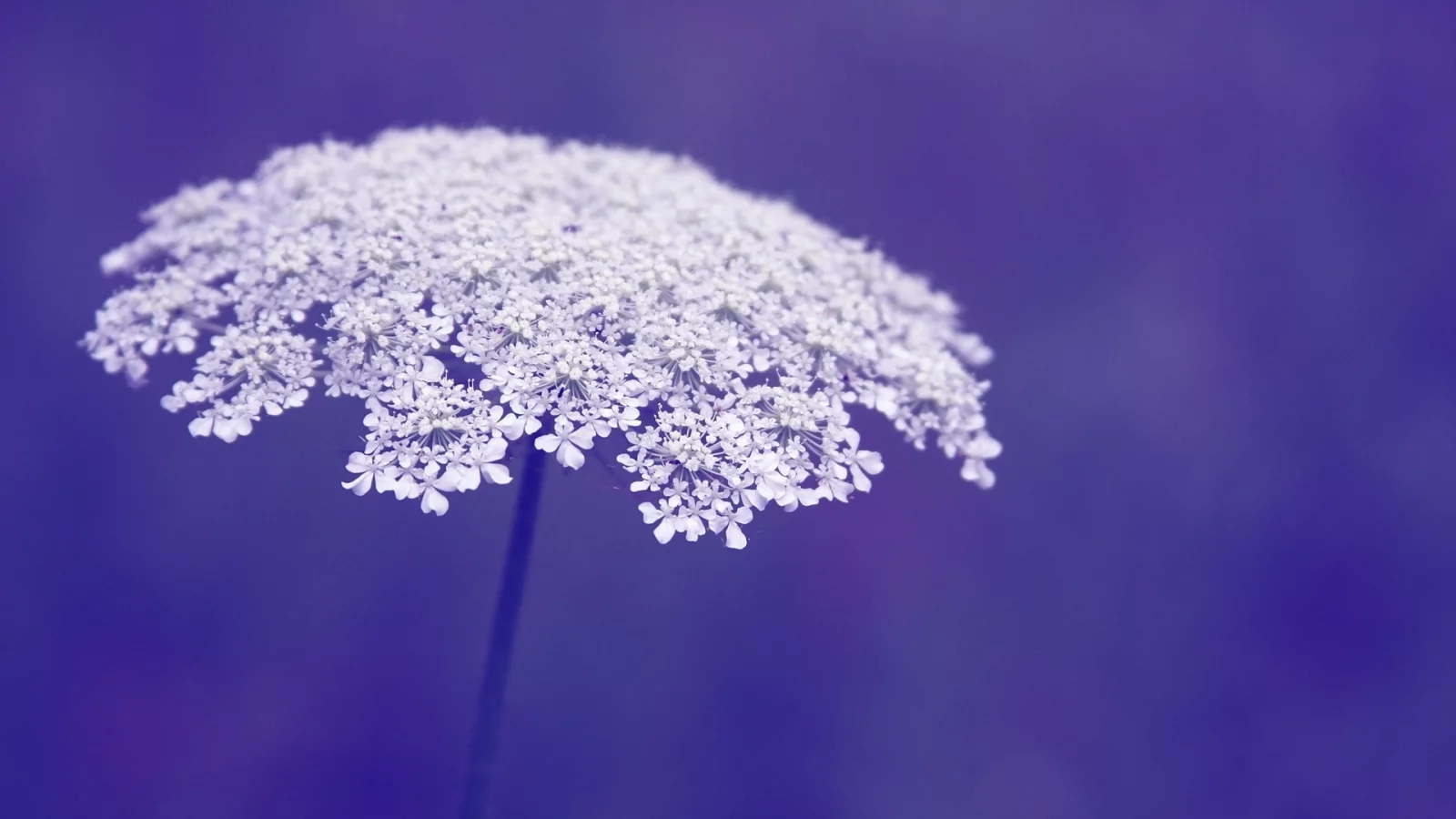 макро, фон, фиолетовый, macro, цветы, цветочки, flowers, flower
