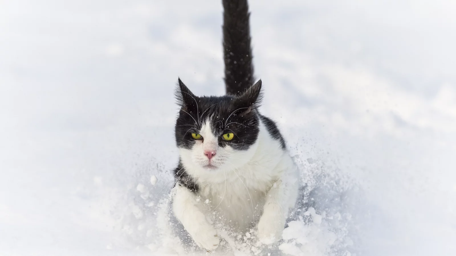 ctambako the jaguar, снег, бежит, сугроб, кот, зима, кошка