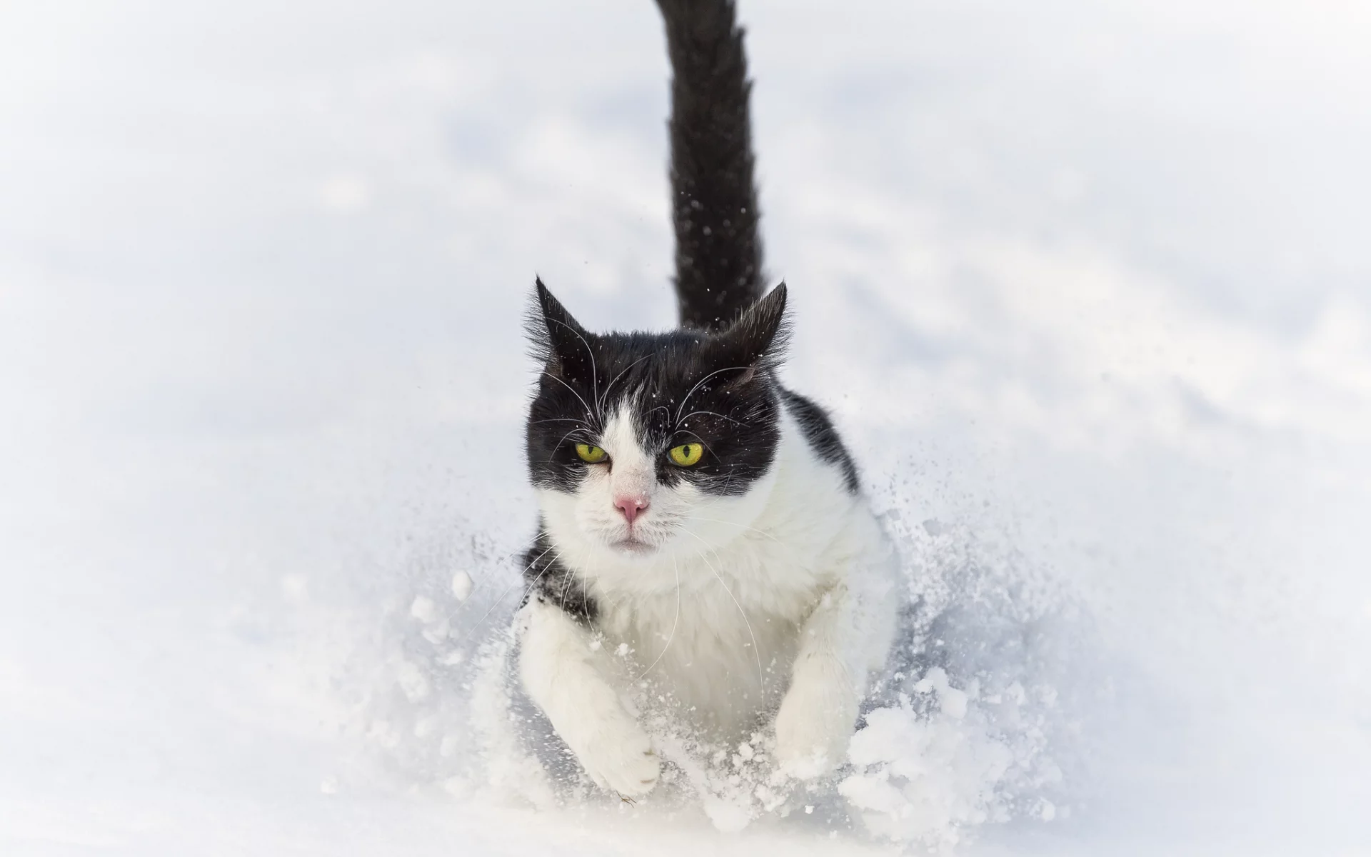 ctambako the jaguar, снег, бежит, сугроб, кот, зима, кошка