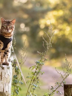взгляд, кошка, природа