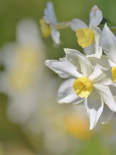 нарциссы, весна
