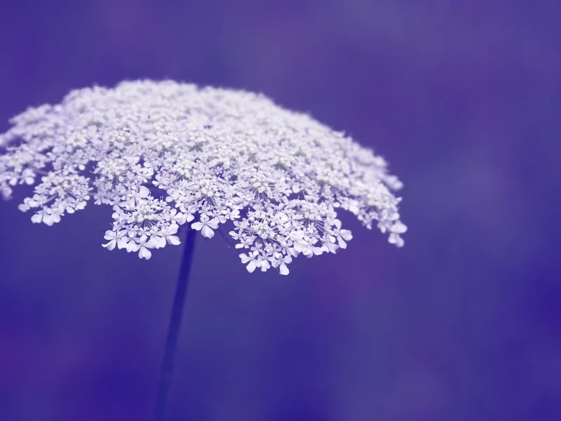макро, фон, фиолетовый, macro, цветы, цветочки, flowers, flower