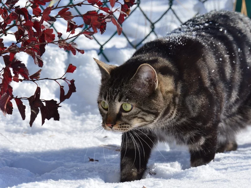 кот, зима