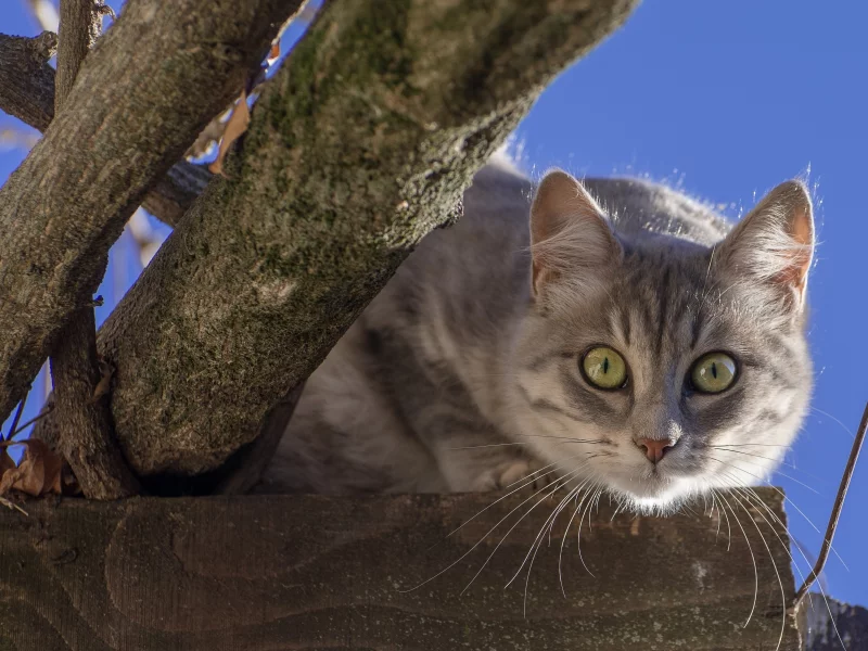 кошка, мордочка, взгляд