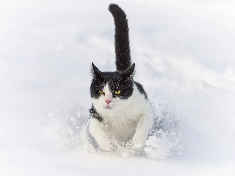 ctambako the jaguar, снег, бежит, сугроб, кот, зима, кошка