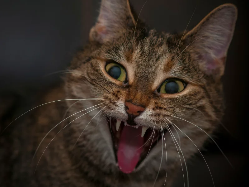 кот, кошка, мордашка, пасть, злюка