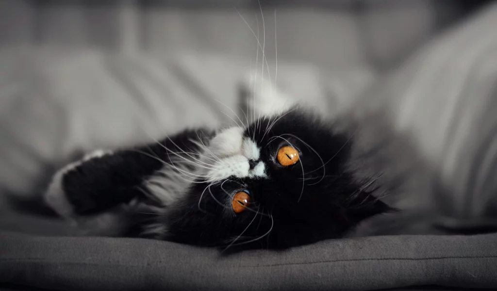 кот, кошка, мордочка, глаза взгляд