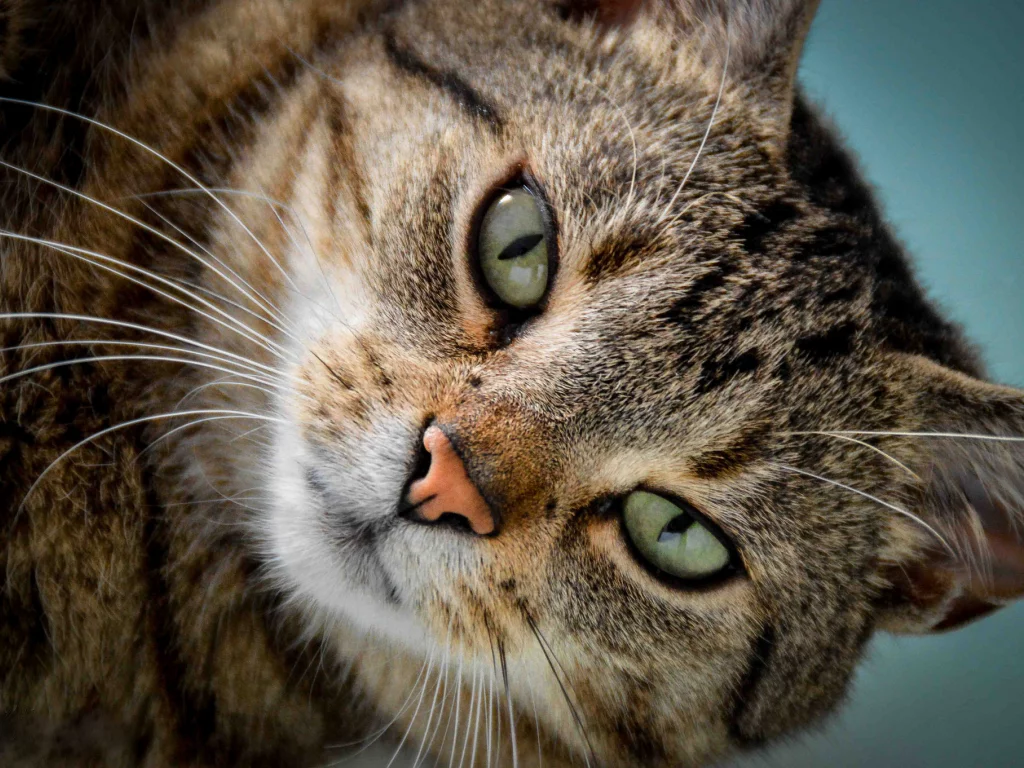 кот, кошка, мордочка, взгляд