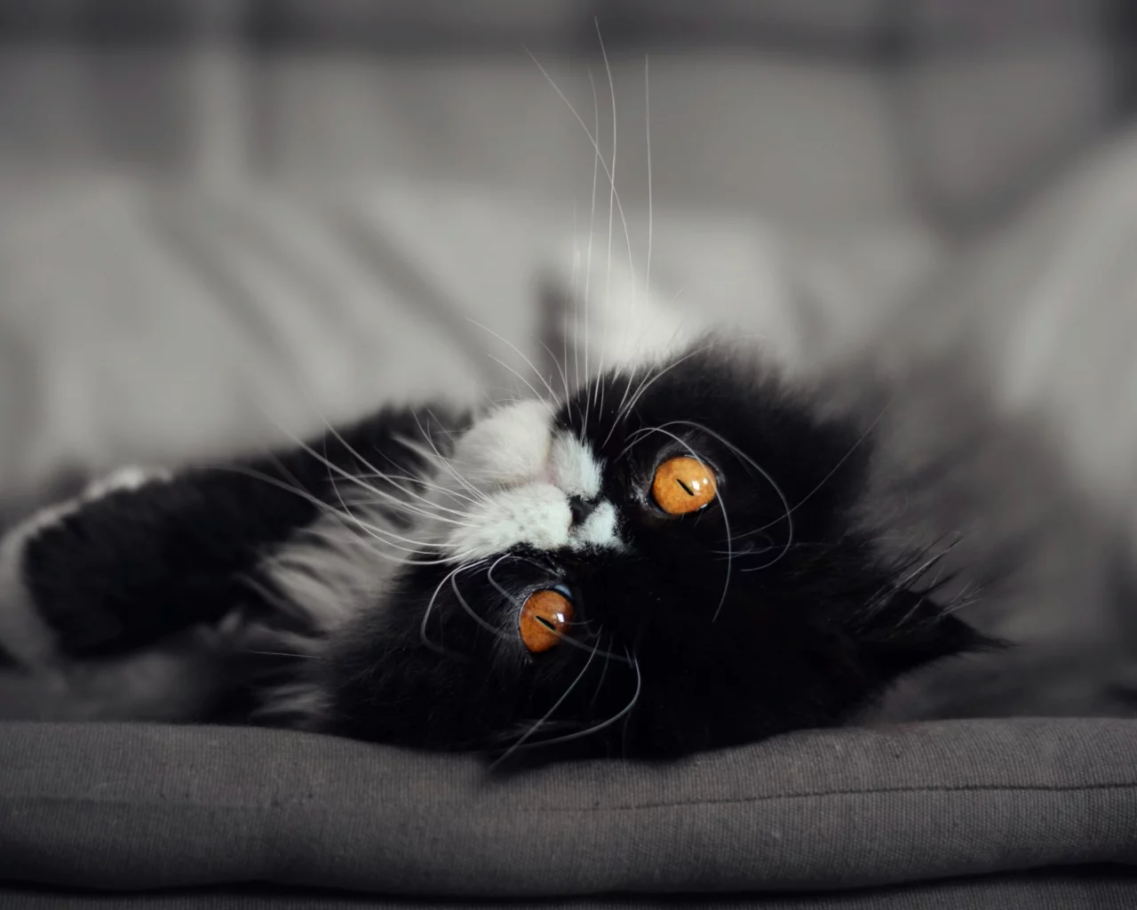 кот, кошка, мордочка, глаза взгляд