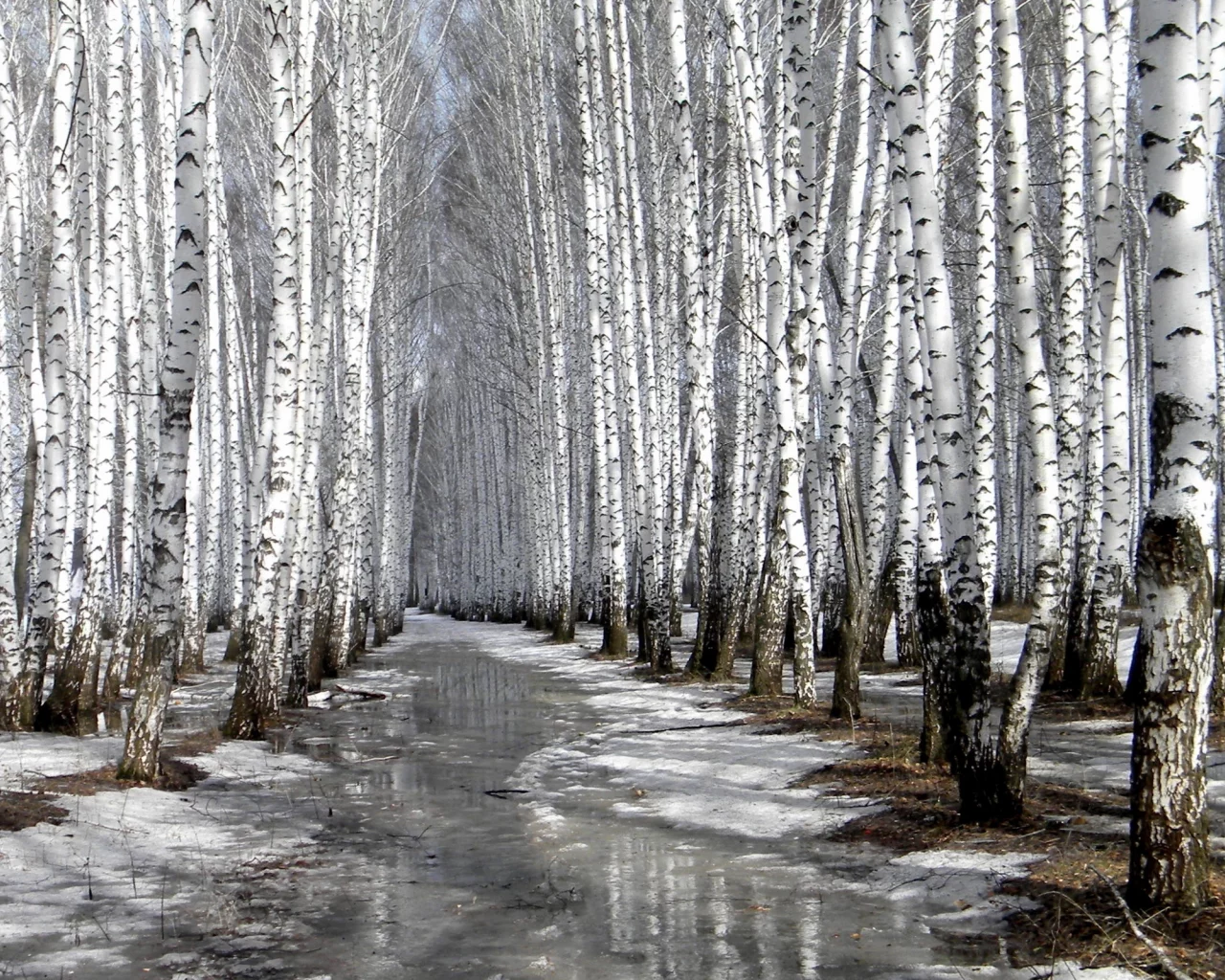 пейзаж, березы, снег, тает, весна