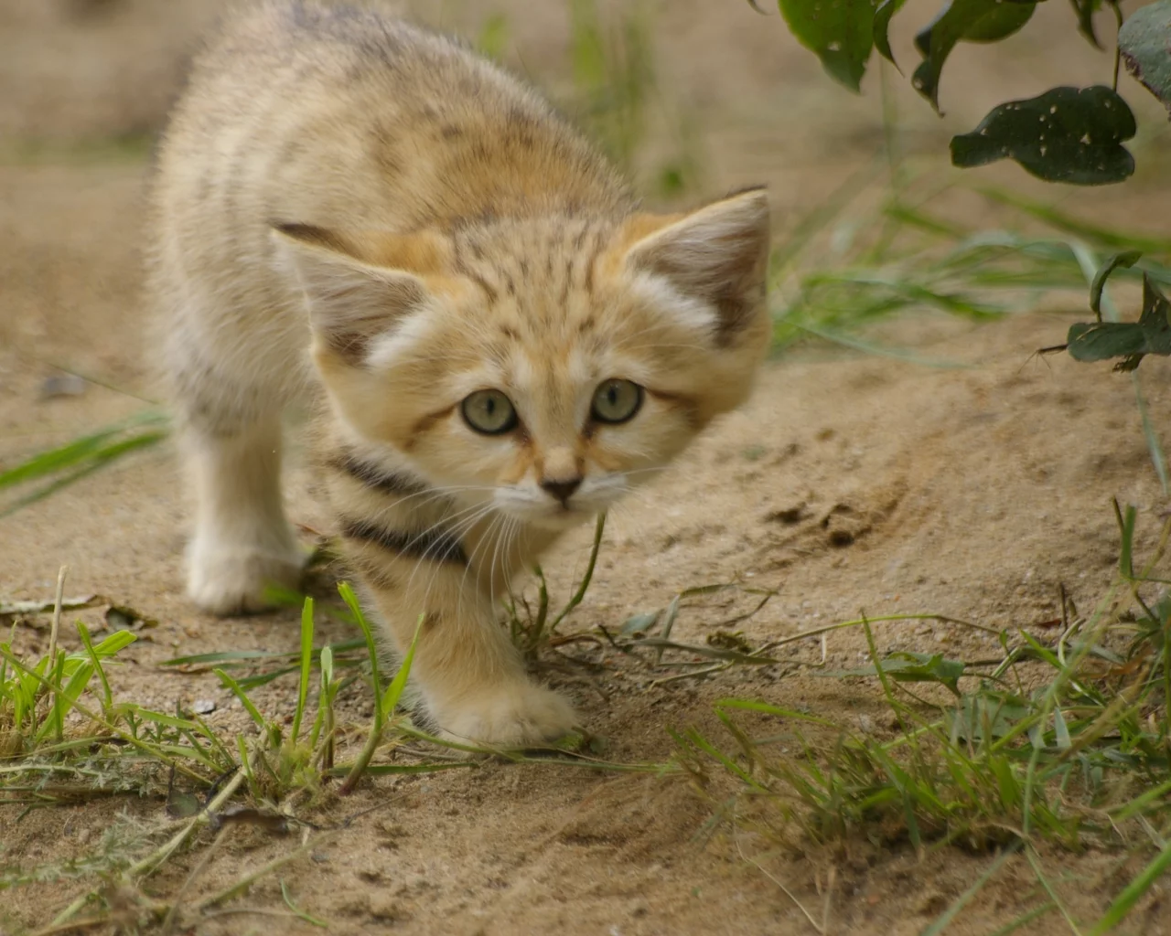 sand cat, взгляд, котёнок, барханная кошка, трава