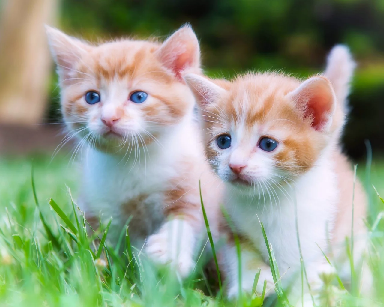 котята, малыши, двойняшки, парочка, прогулка