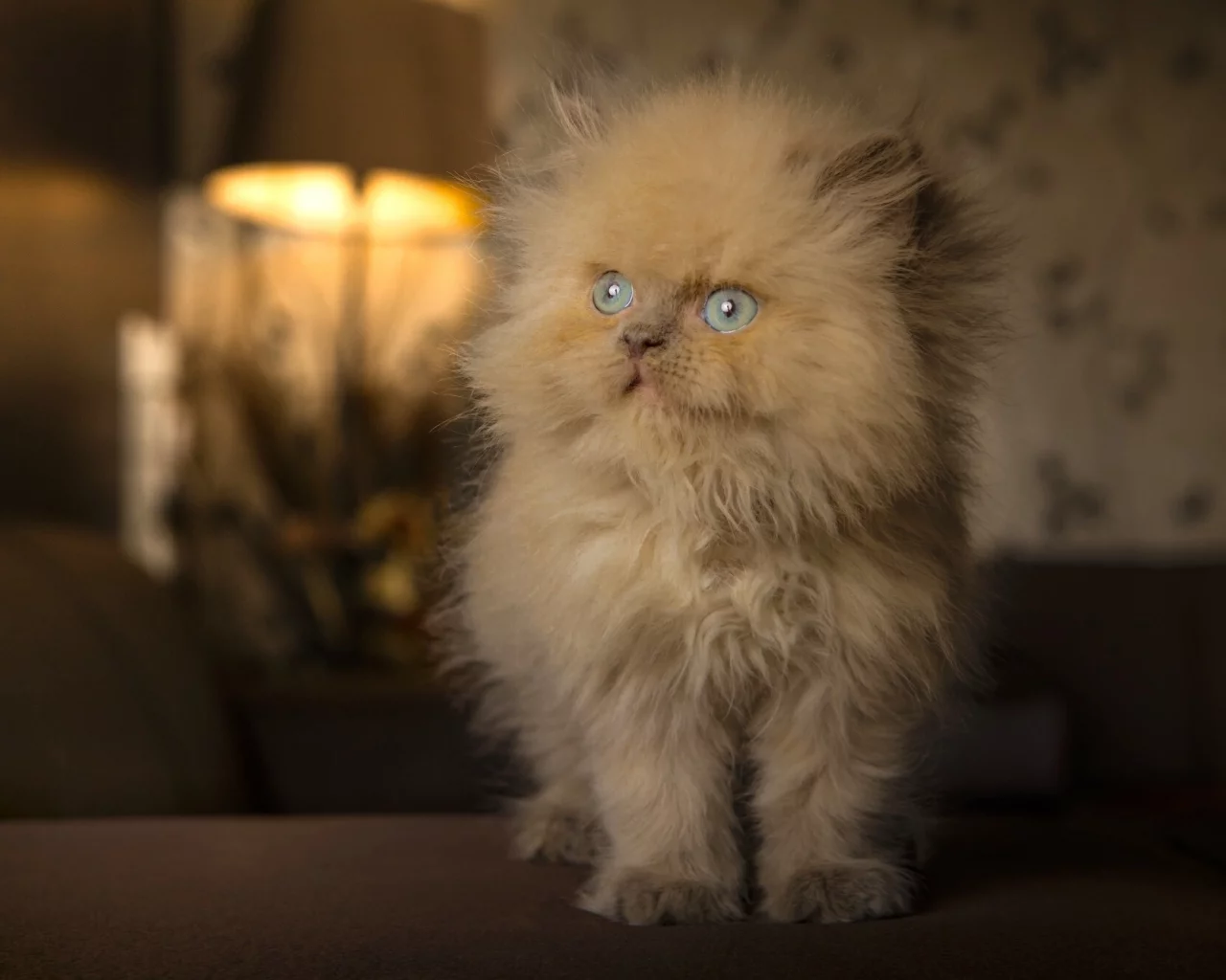 котёнок, рыжий, пушистый, голубые глаза