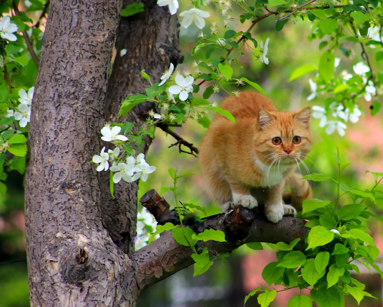 кот, кошка, рыжая, дерево, на дереве, цветение, весна, коты прилетели