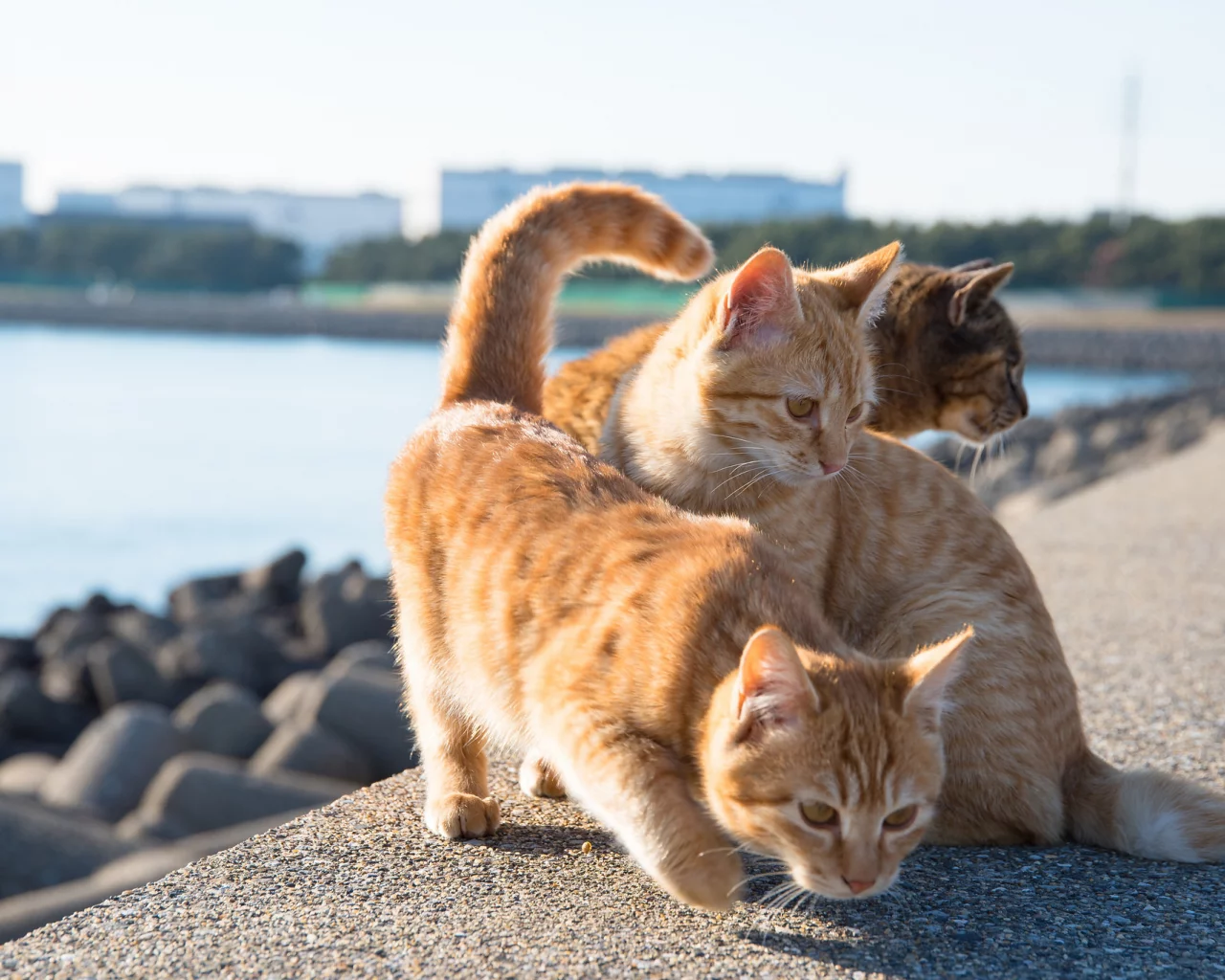 рыжие кошки, кошки, набережная