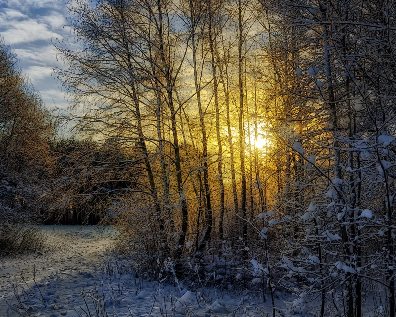 зима, лес, пейзаж, снег, солнце