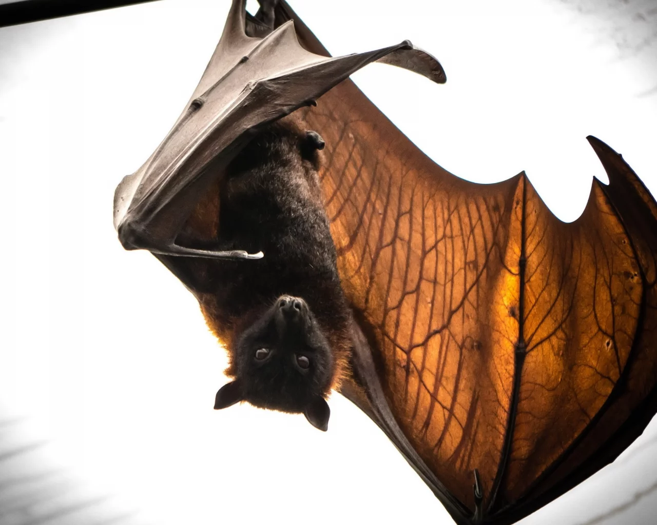 batmans return, летучая мышь, природа