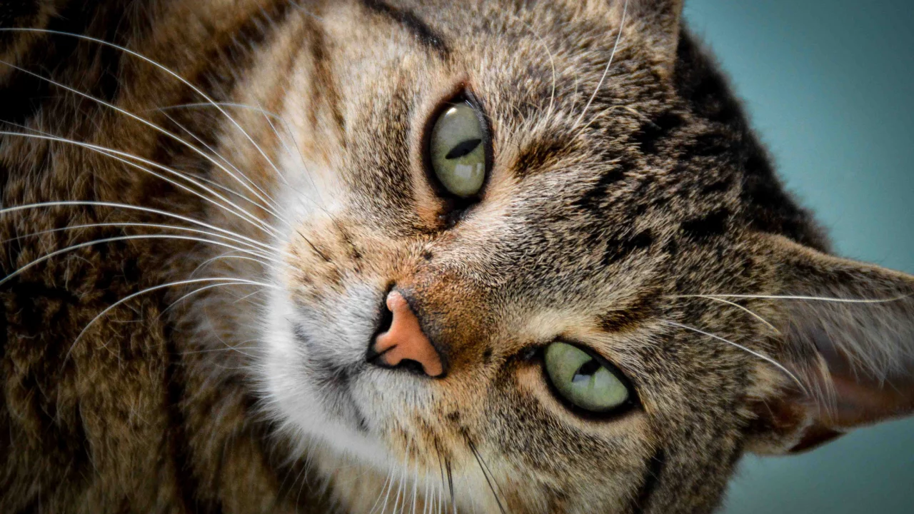 кот, кошка, мордочка, взгляд