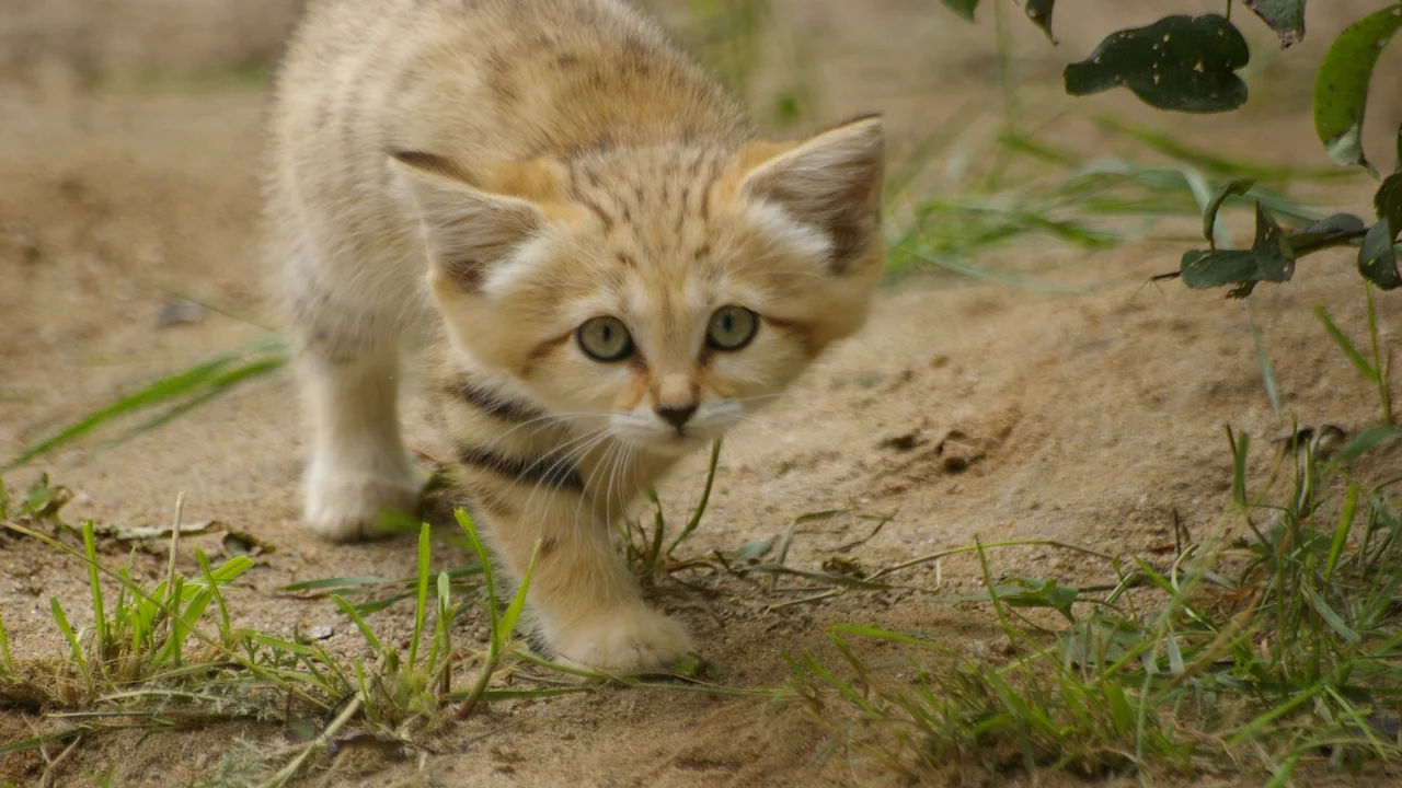 sand cat, взгляд, котёнок, барханная кошка, трава