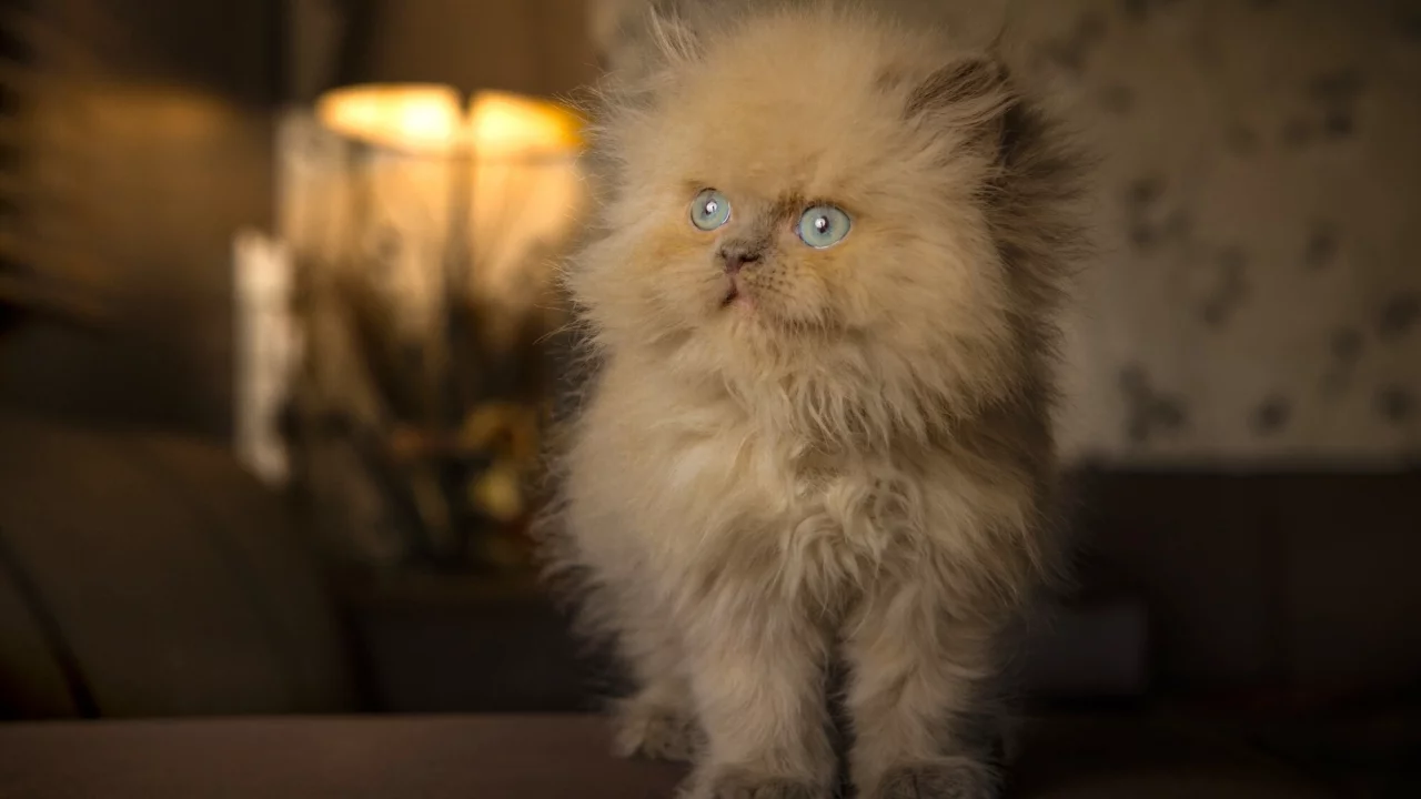 котёнок, рыжий, пушистый, голубые глаза
