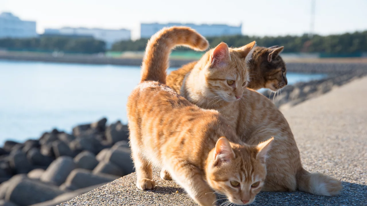 рыжие кошки, кошки, набережная