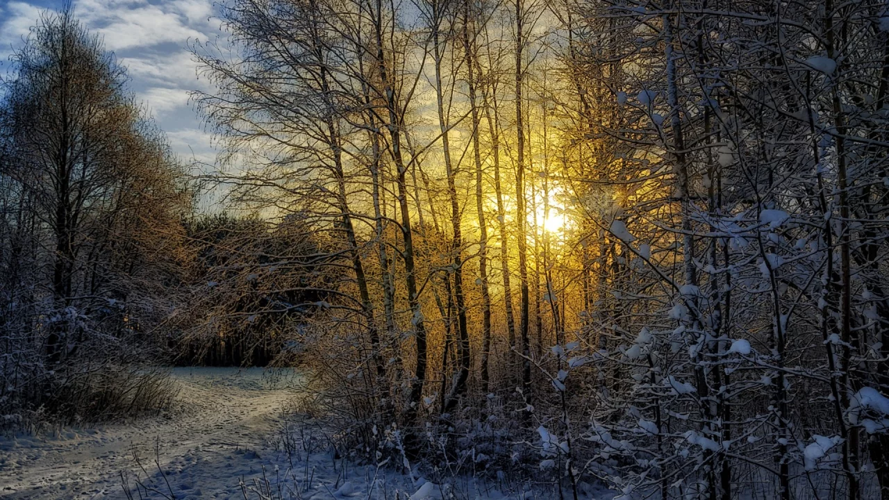 зима, лес, пейзаж, снег, солнце