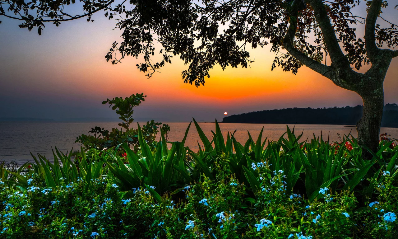 ндия, ambolim beach, oa, море, берег, дерево, кусты, цветы, пляж, горизонт, вечер, закат